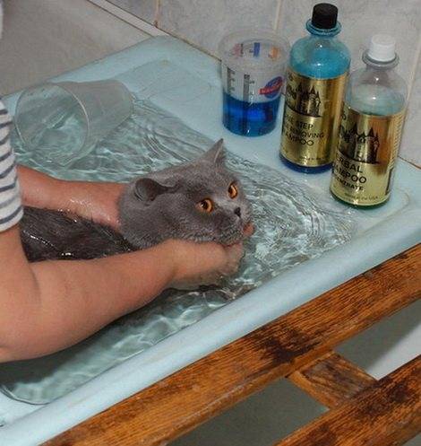 Как правильно купать котенка в первый раз и с какого возраста можно начинать?
