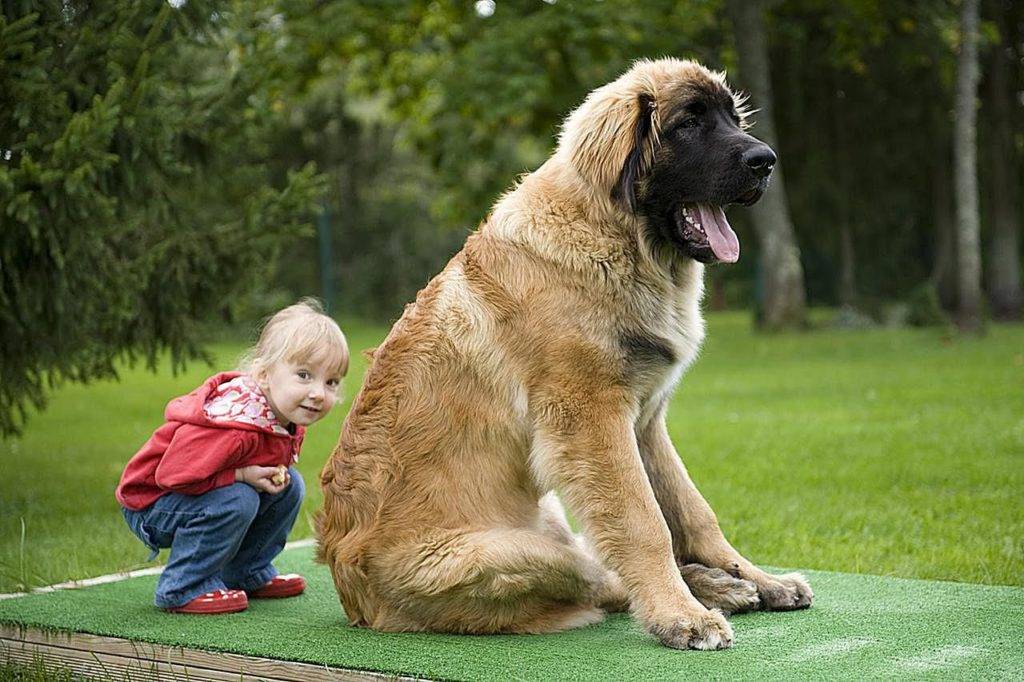Породы больших собак: список с фотографиями и названиями | «дай лапу»