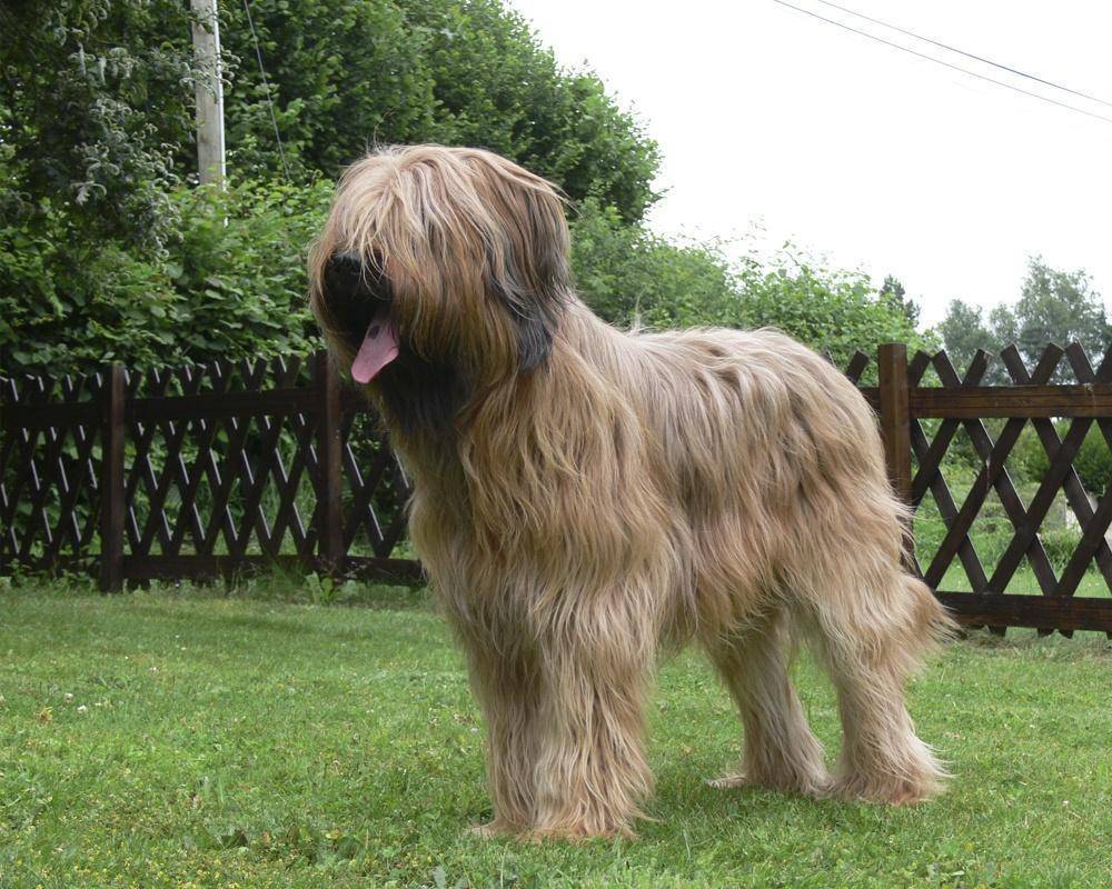 Бриар (порода собак): описание французских овчарок