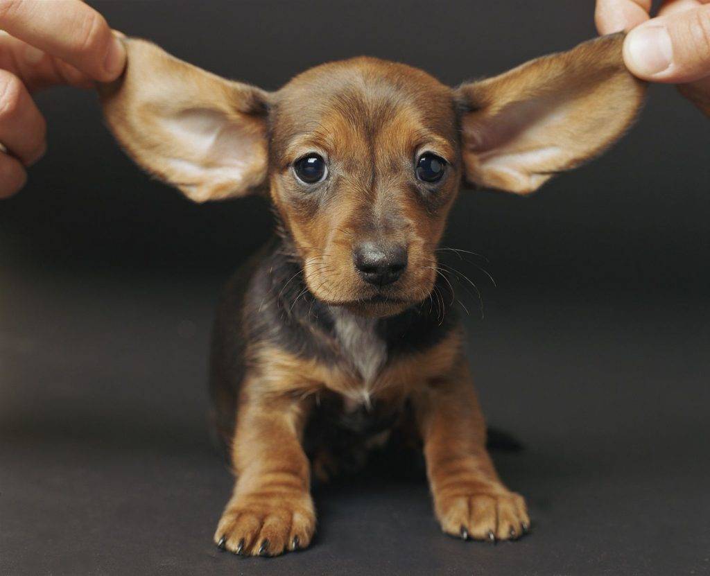 Собаки с вытянутой мордой (19 фото): список пород высоких и маленьких собак с длинным носом