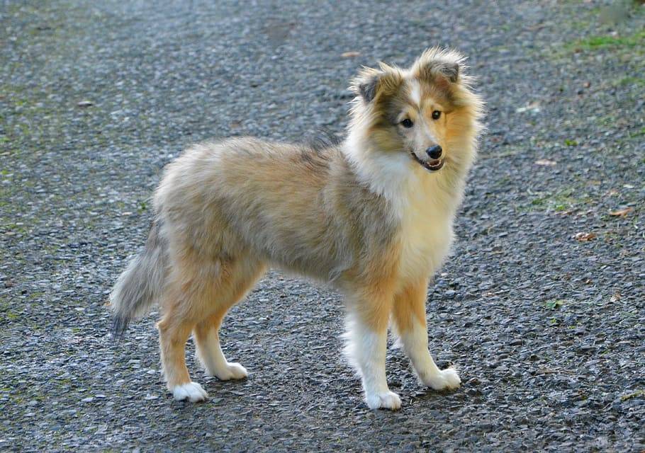 Шелти: описание породы, характер собаки и щенка, фото, цена