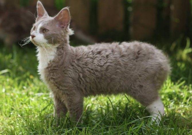 Лаперм — описание породы и характер кошки