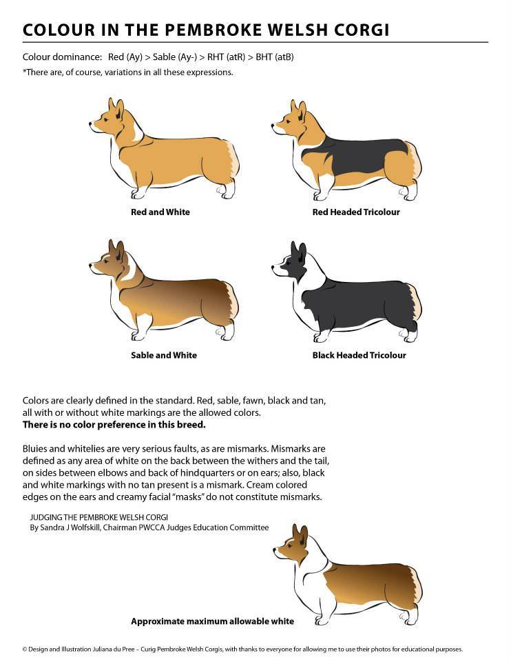Содержание собаки вельш корги пемброк: описание породы, правила ухода, фото