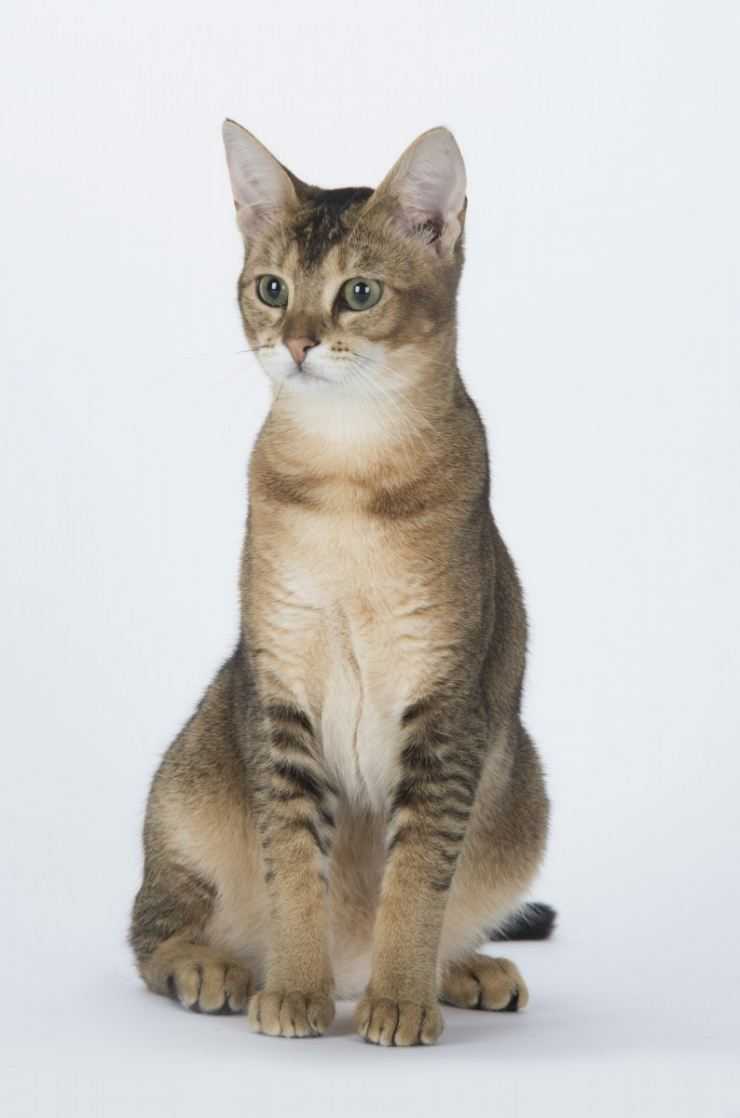 Кошка чаузи: описание породы