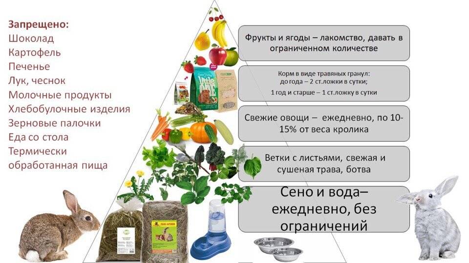 ✅ какие травы можно давать кролику: сено и свежая трава, чем нельзя кормить - tehnomir32.ru