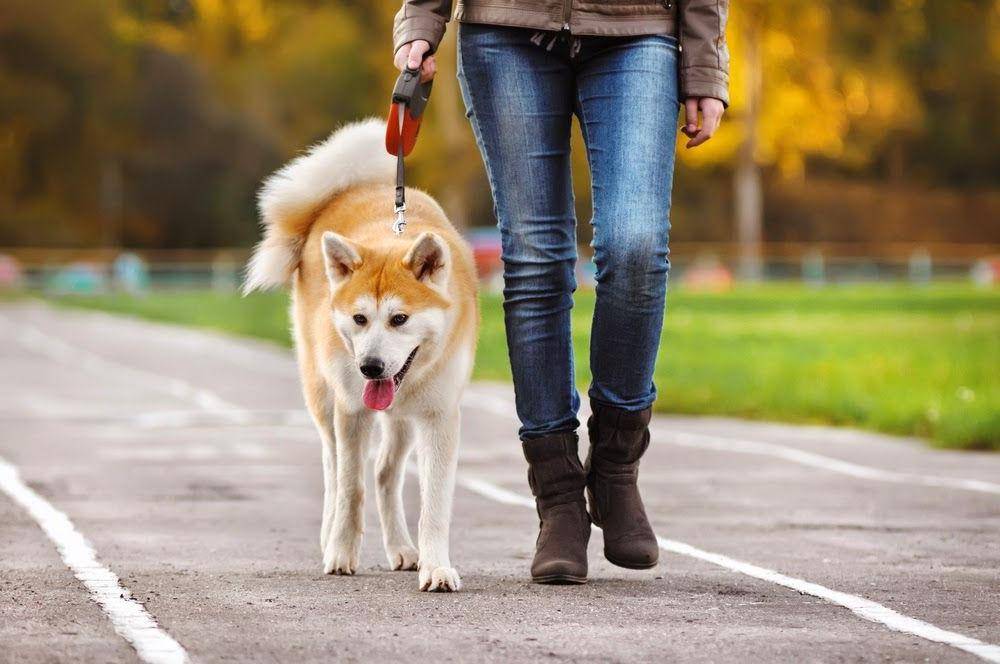 Сколько раз в день гулять с собакой