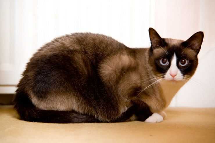 Американская короткошёрстная кошка: особенности породы, фото и отзывы владельцев, содержание питомца и уход за ним