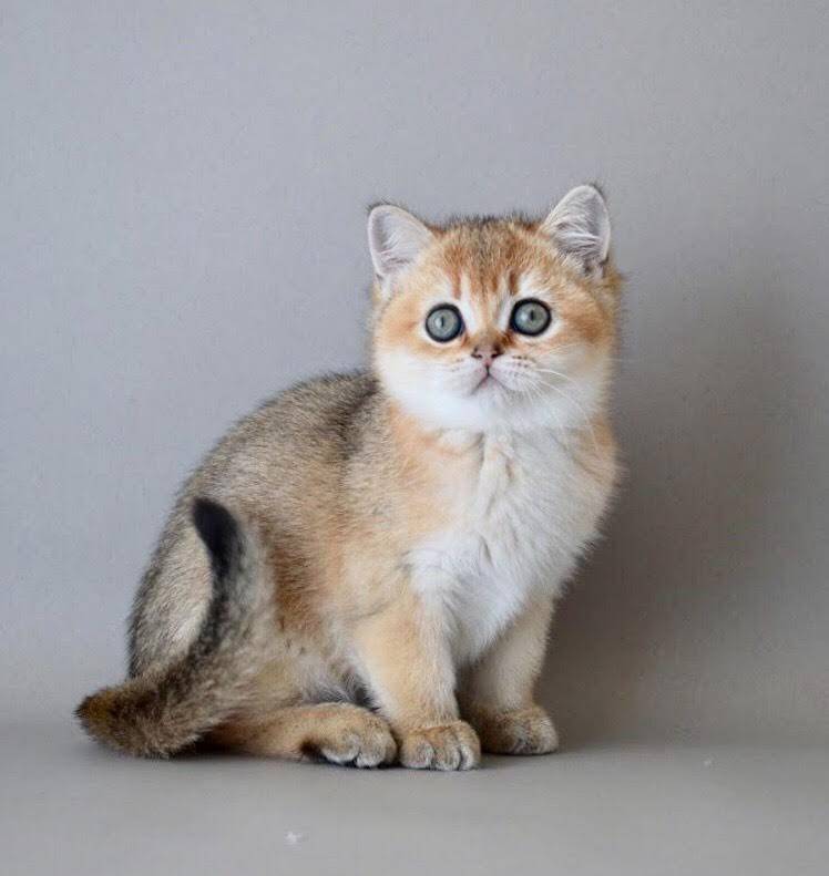 Шиншилла – кошка с редким и ценным окрасом шерсти, разновидности, породы, уход