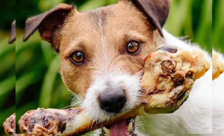 Разрешается ли кормить собаку куриными косточками: почему считается что нельзя