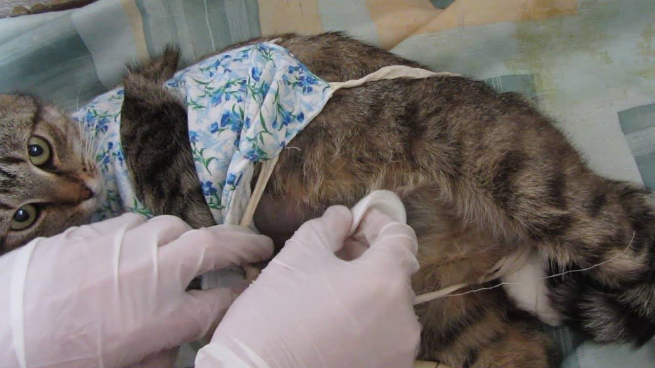 Уход за кошкой после стерилизации: всё об операции и уходе