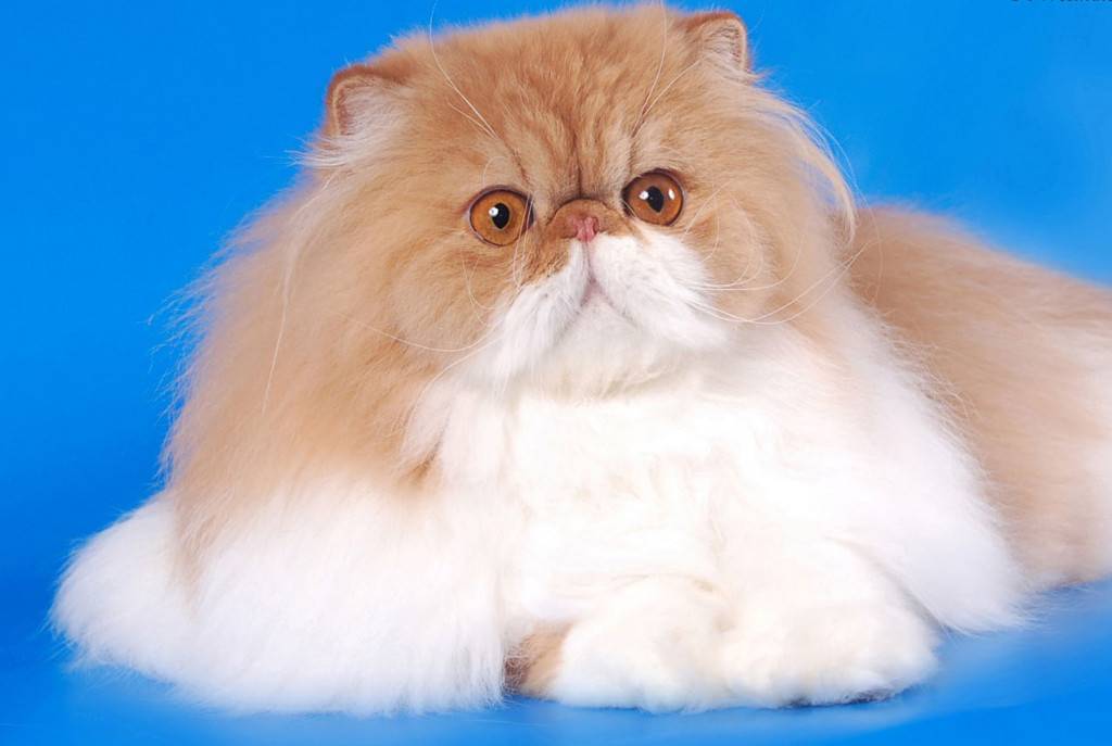 Персидская кошка: описание, характер, виды и рекомендации по уходу