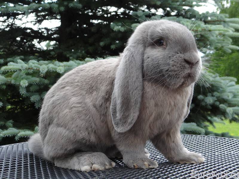Подробные характеристики кроликов французский баран: разведение породы