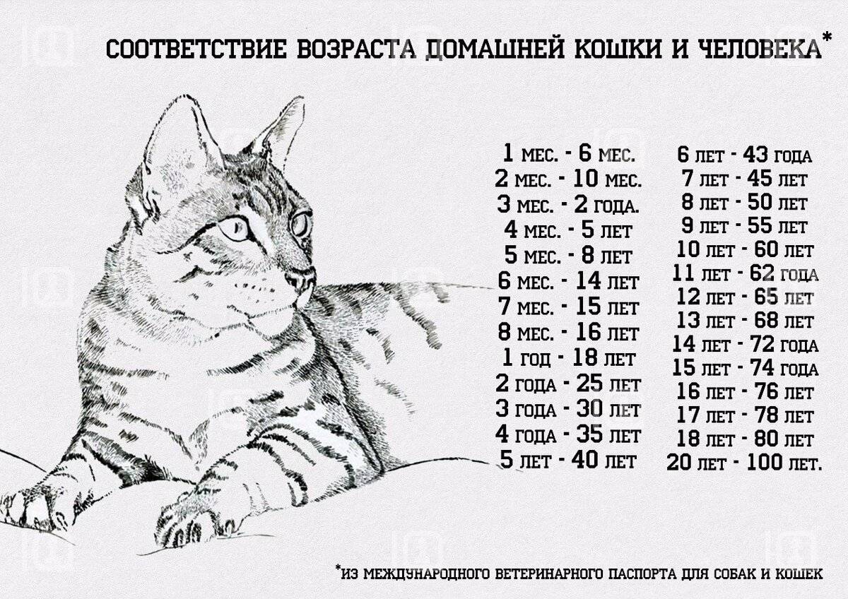 Как определить кошачий возраст по человеческим меркам с помощью таблицы