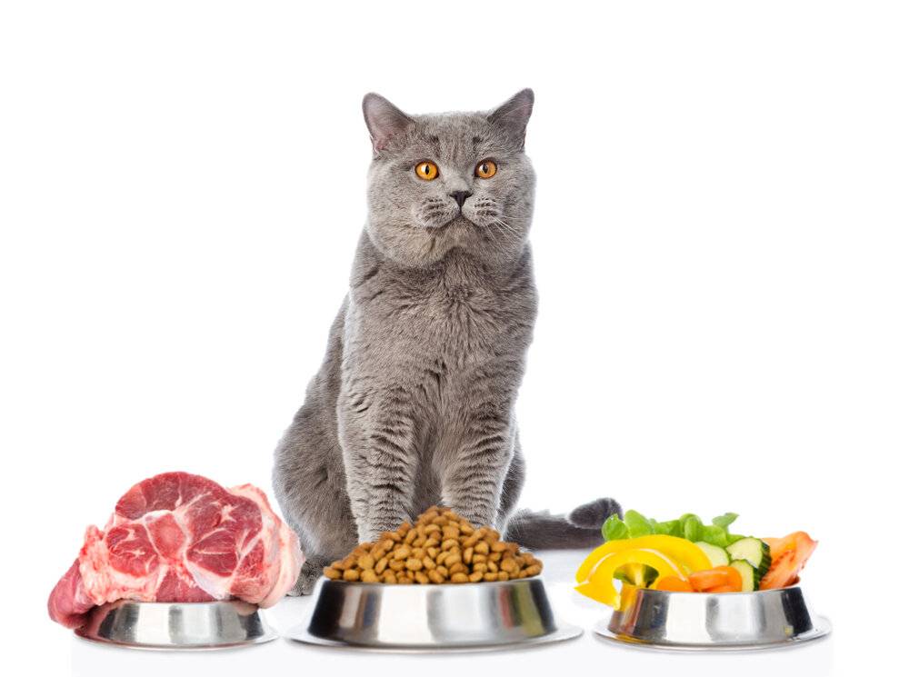Основы правильного питания кошек