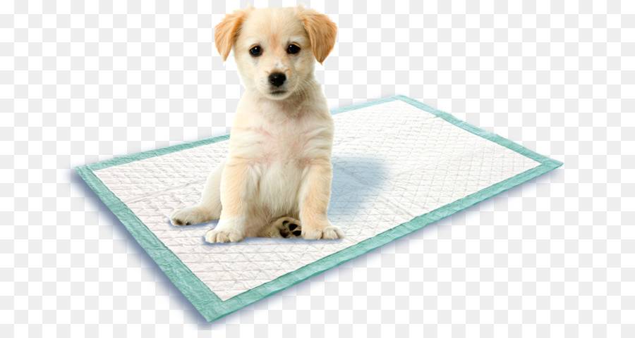 Как приучить той-терьера к лотку или пеленке: как быстро научить щенка ходить в туалет и отучить справлять нужду где попало