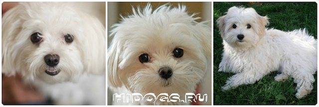 Порода собак русская цветная болонка - описание, характер, характеристика, фото русских цветных болонок и видео, цена