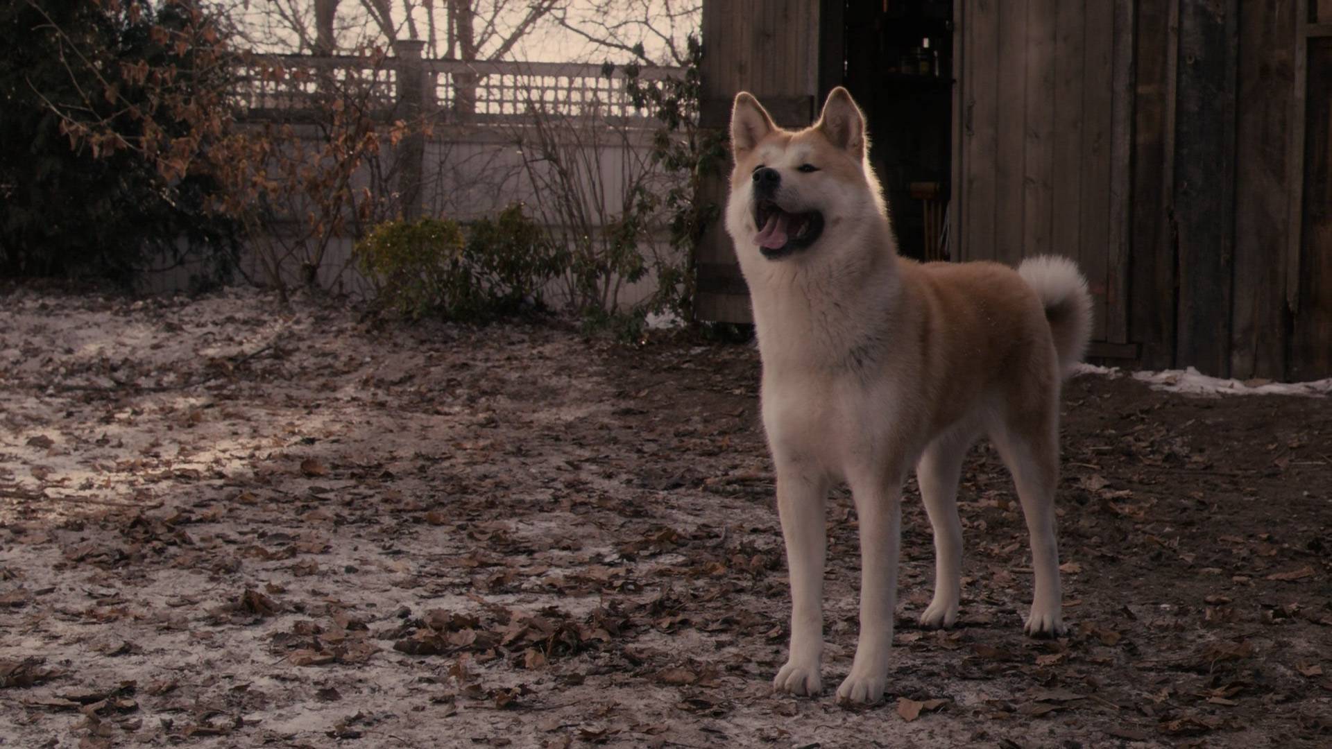 Порода собаки из фильма «хатико» и всё о породе акита-ину