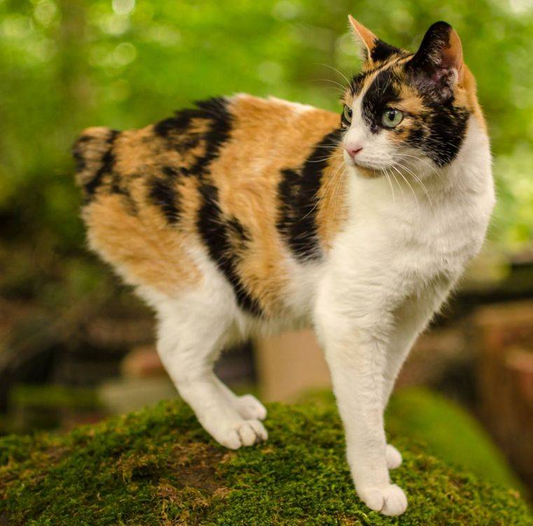 Варианты бесхвостых и короткохвостых котов: примеры названий пород