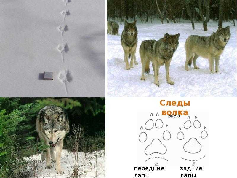 Зимние прогулки: следы на снегу. следы животных с подписями