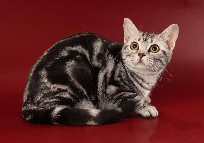Американская короткошёрстная кошка - характер, фото, цена