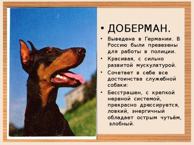 Собака породы доберман: фото, характер, особенности дрессировки и содержания, размеры, окрасы, питание