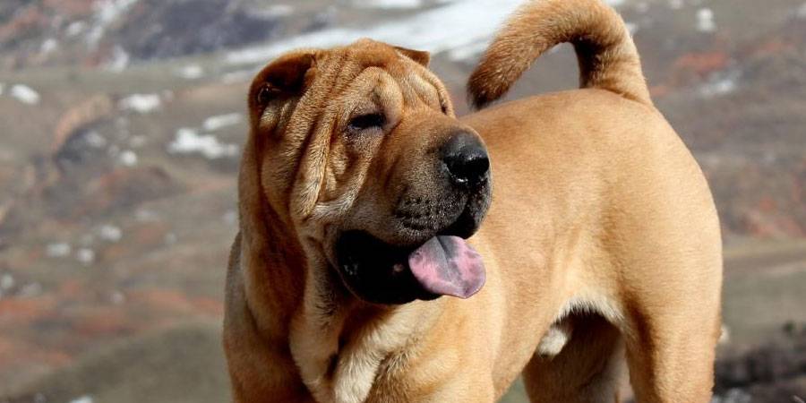 Собаки-долгожители (23 фото): какие породы самые долгоживущие и отличаются хорошим здоровьем? мировой рекорд долгожительства, занесенный в книгу гиннеса