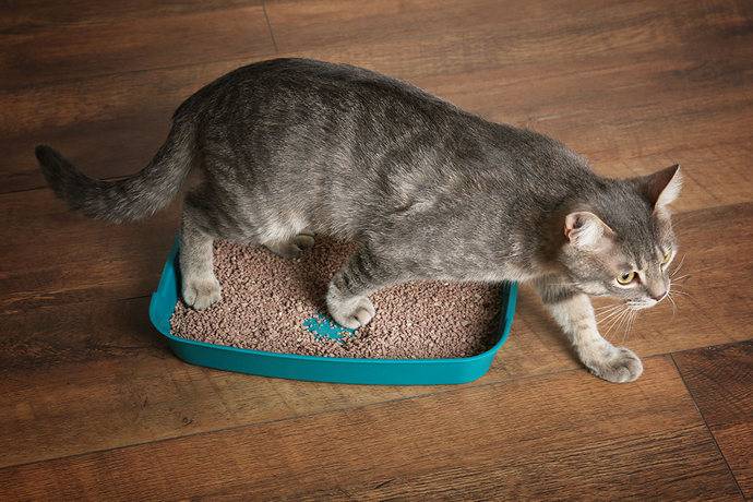 Почему кот не пьет воду вообще, что делать, как заставить животное лакать из миски?