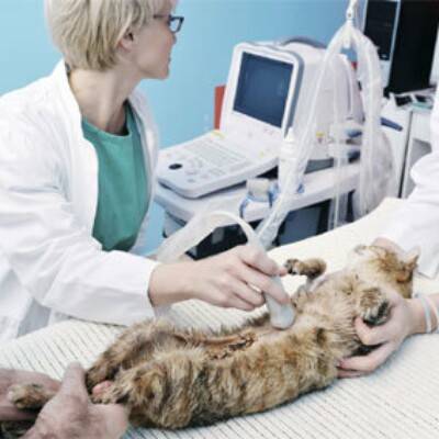 Первичный осмотр кошек и собак - проведение оценки физического здоровья животного в москве. ветеринарная клиника "зоостатус"