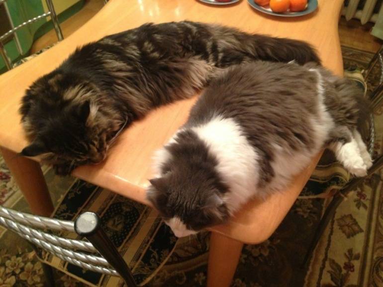 Как отучить кошку лазить по столам: лучшие способы
как отучить кошку лазить по столам: лучшие способы