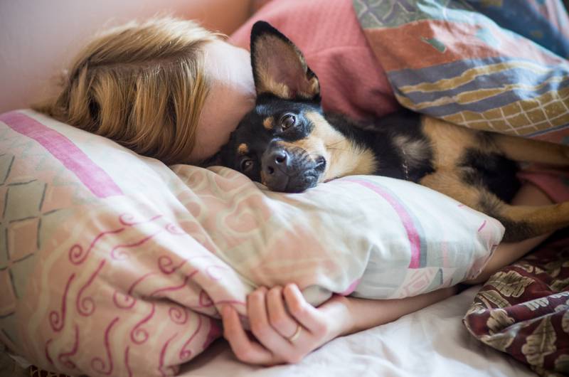 Спать с домашними животными полезно. почему нужно спать с питомцами