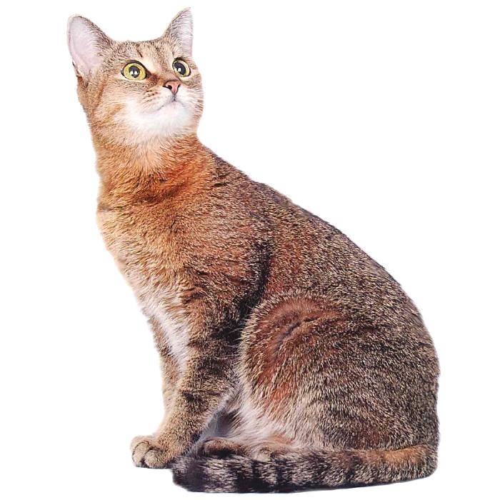 Цейлонская кошка (19 фото): описание породы и особенности содержания