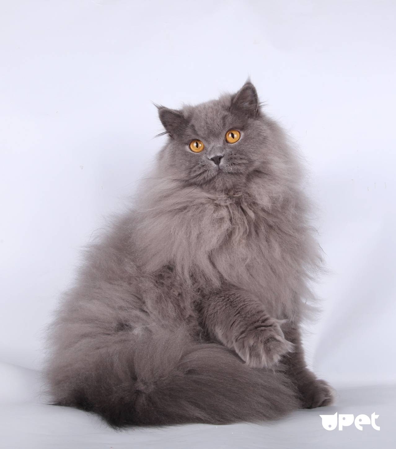 Британская длинношерстная кошка: описание породы, история, характер и окрасы