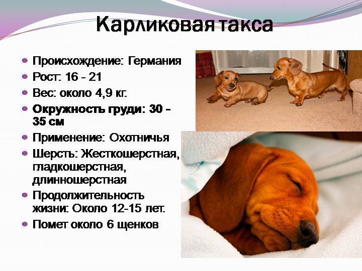 Все о таксе: характеристика, описание стандарта, уход и особенности содержания