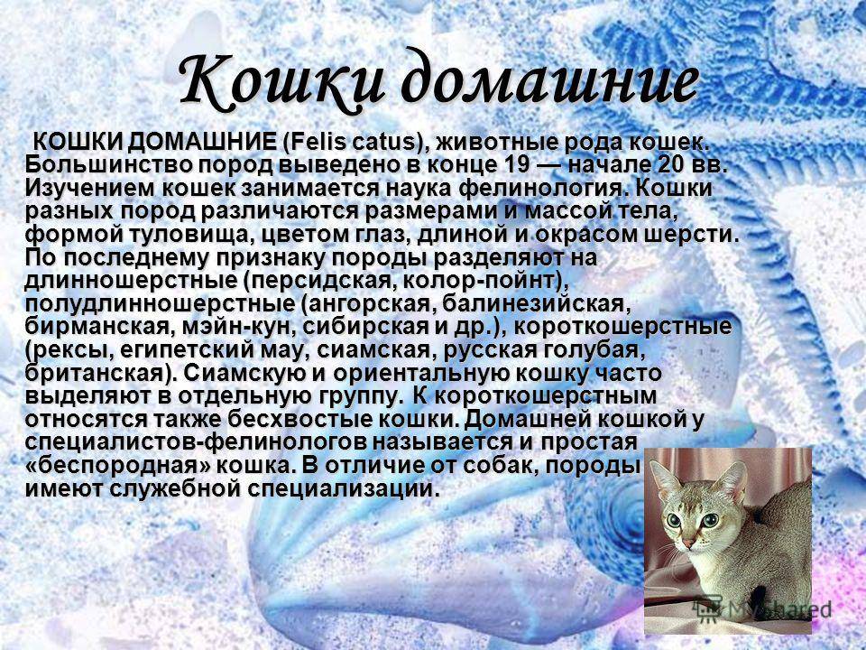 Как называется наука о кошках, кто такой фелинолог?
