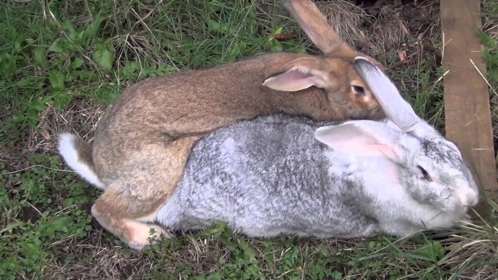Спаривание кроликов: в каком возрасте половая зрелость, как определить охоту, размножение в домашних условиях