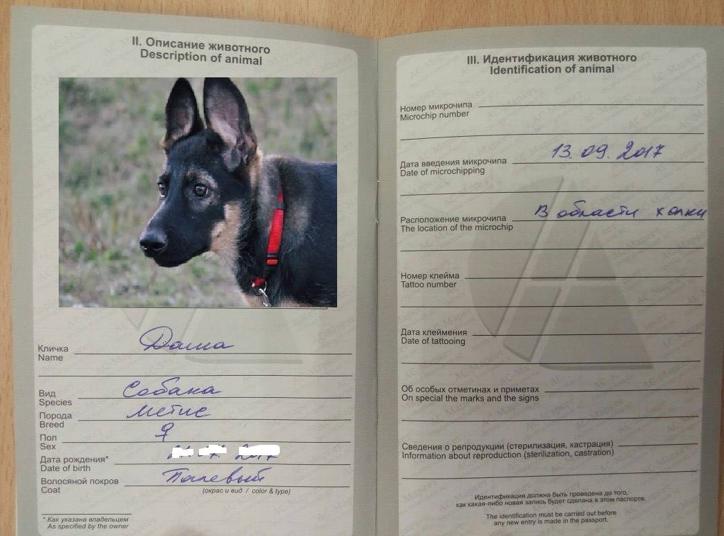 Оформление документов для выезда за границу с собакой