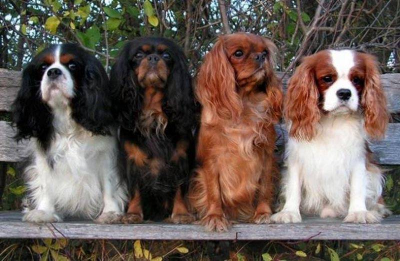 Кинг-чарльз-спаниель: фото собак, история происхождения, характеристика породы, правила ухода, выбор щенка и отзывы владельцев