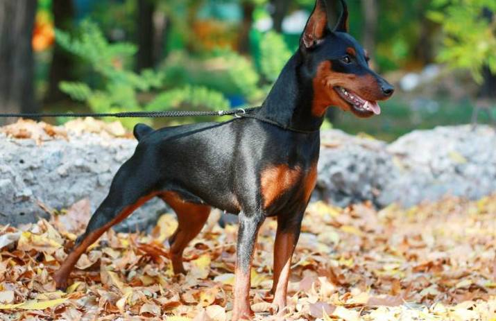 Карликовый пинчер — описание породы и характер собаки