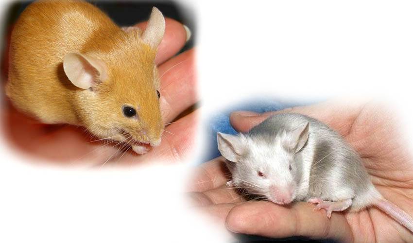Белая крыса (32 фото): сколько живут декоративные домашние крысы-альбиносы с красными глазами? что они едят? правила ухода за ними в домашних условиях