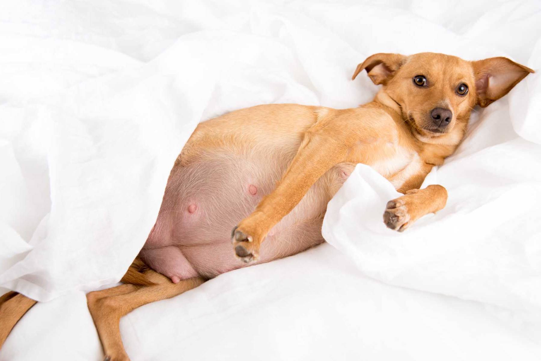 Ложная беременность у собак: что делать, как успокоить