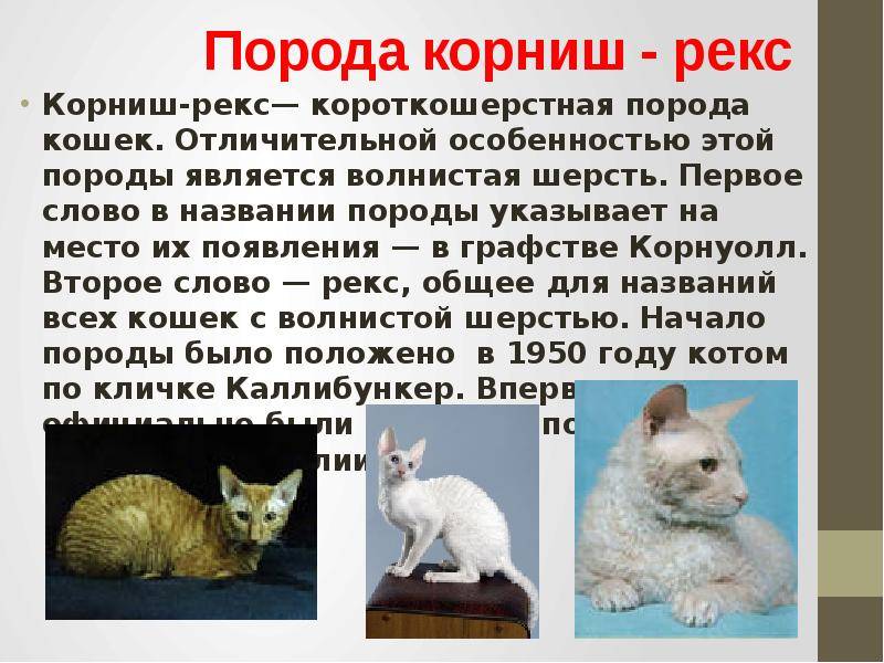 Корниш-рекс: фото, описание, характер, содержание, отзывы