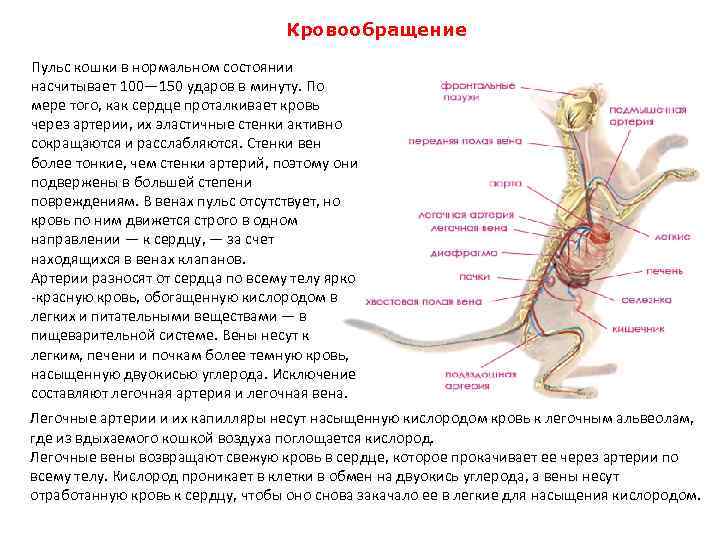 Анатомия кошек – внутренние органы кошек