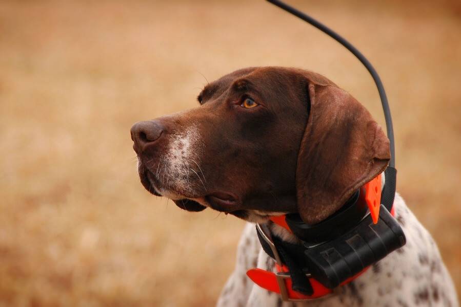 Обзор и особенности лучших gps-ошейников для охотничьих пород собак