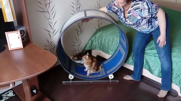 Беговое колесо для кошек: как сделать своими руками