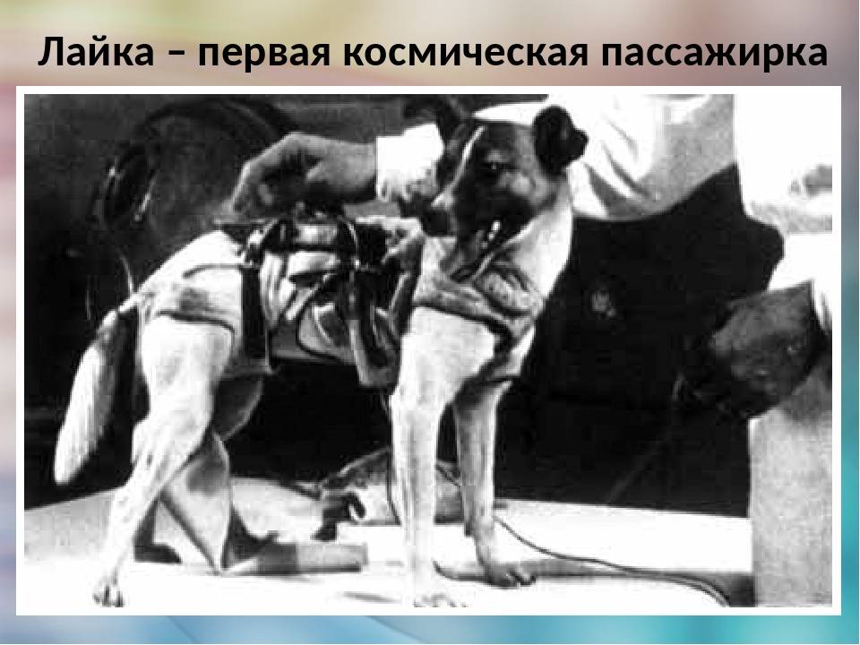 Самая первая собака полетевшая в космос. Собака лайка 1957. Первая собака космонавт лайка. 1957 Лайка в космосе. Собака лайка в космосе 1957.