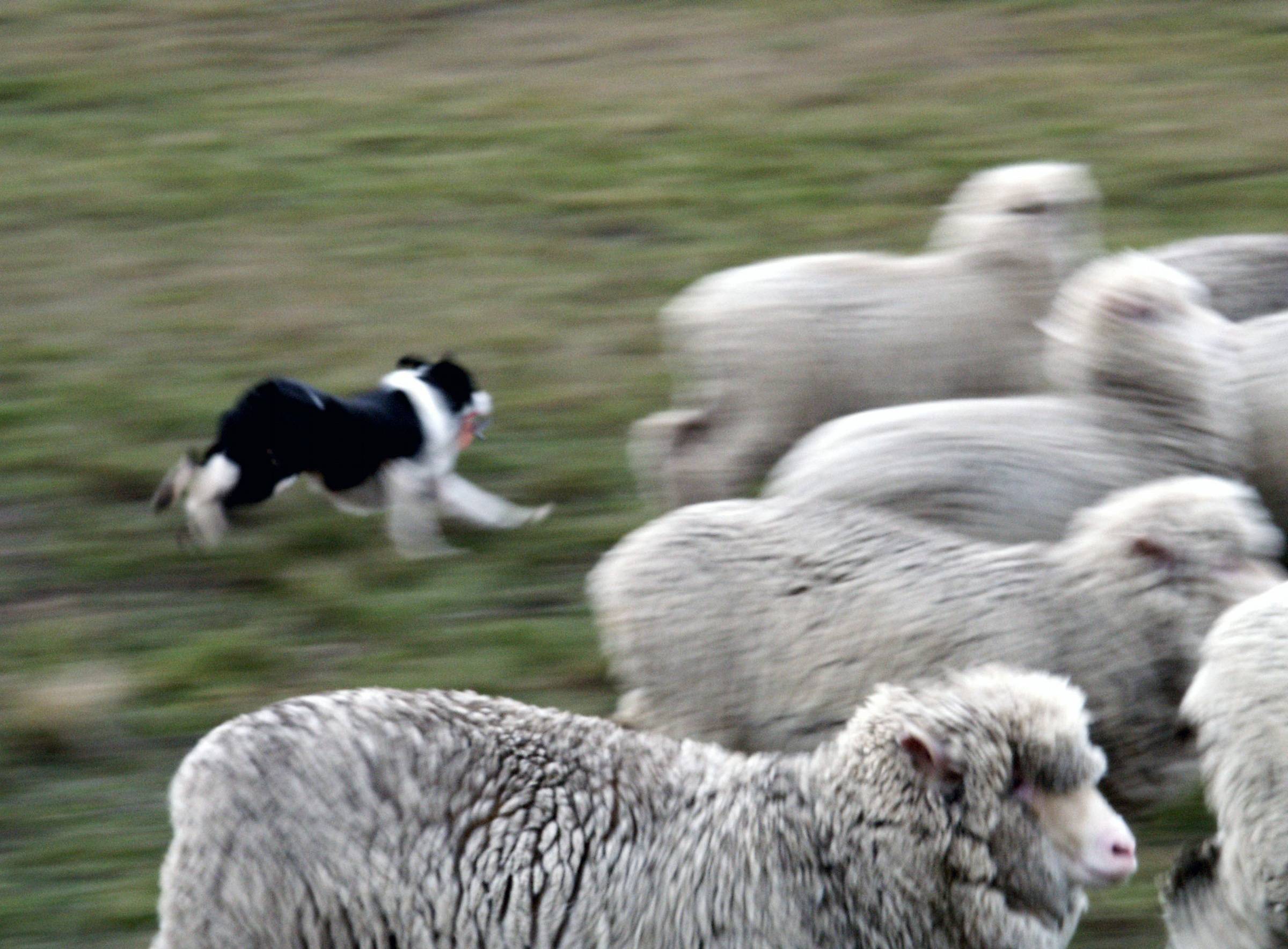 Пасу овечек. Южнорусская овчарка пасет овец. Пастушки собаки Шотландия. Собака пастух овец порода. Бернский зенненхунд пасет овец.