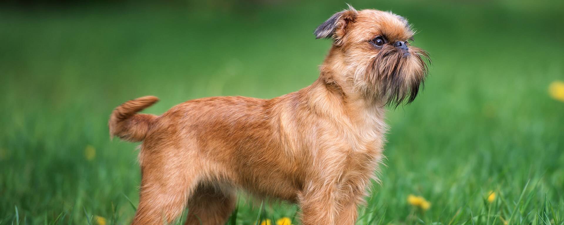 Собака грифон фото британский
