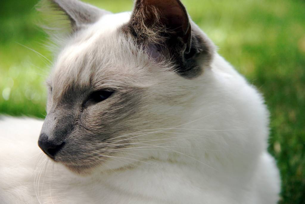 Балинезийская кошка: 125 фото подробного описания породы и особенности выбора котенка