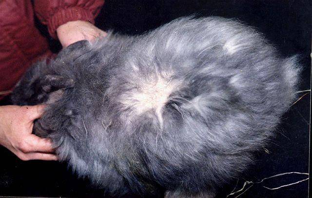 У кошки сильно лезет шерсть - что делать? витамины для кошек против выпадения шерсти. правила ухода за шерстью кошек