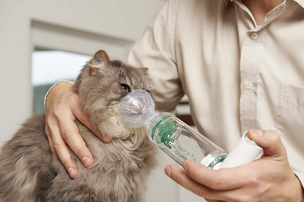 Астма у кошек - симптомы и лечение бронхиальной астмы у кошек в москве. ветеринарная клиника "зоостатус"